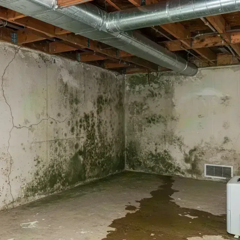 Professional Mold Removal in Scott County, IL